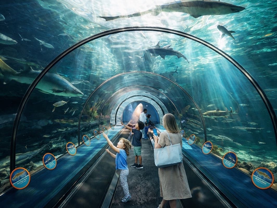 New shark encounter has more sharks and added interactive displays