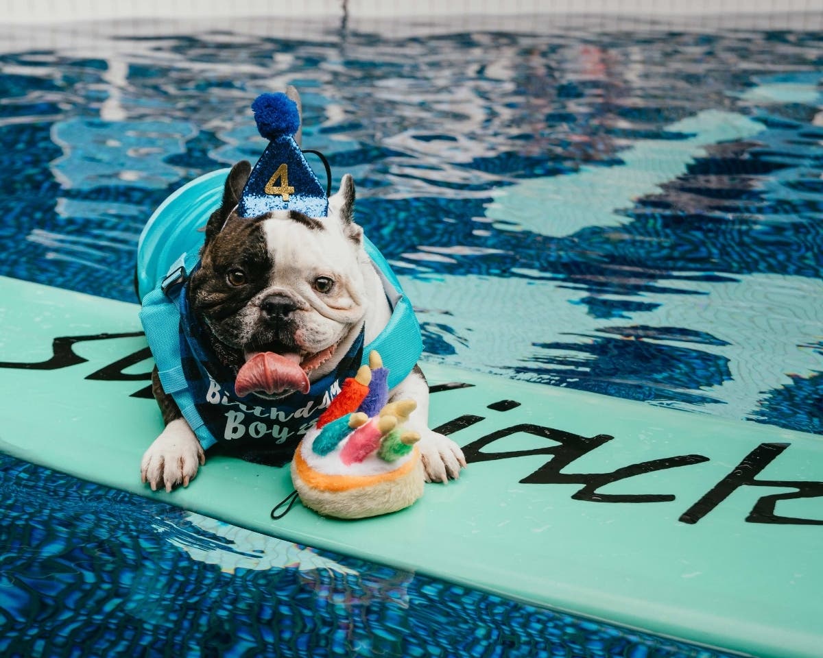There are plenty of special events for your pup during National Dog Month.