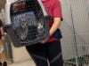 Volunteers carry cats into their new kennels. 