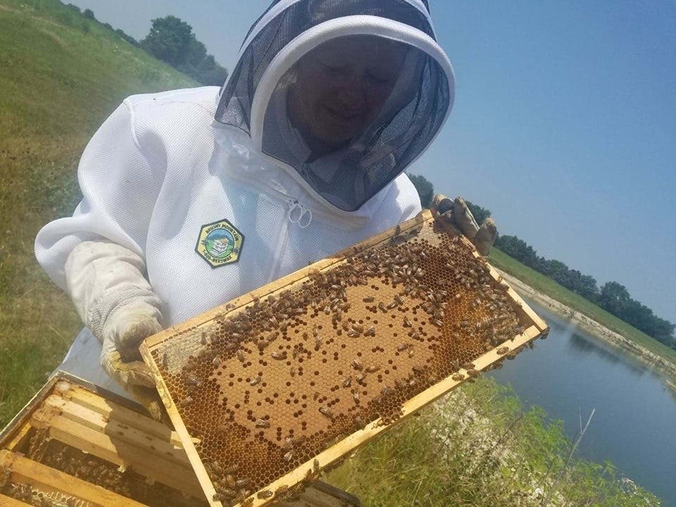 Around 20,000 honey bees are thriving in new colonies after the village of Palatine relocated the insects. 