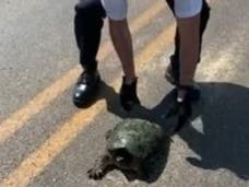 Woodstock Police Chief John Lieb got a snapping turtle off of the roadway in Lakewood last week. 