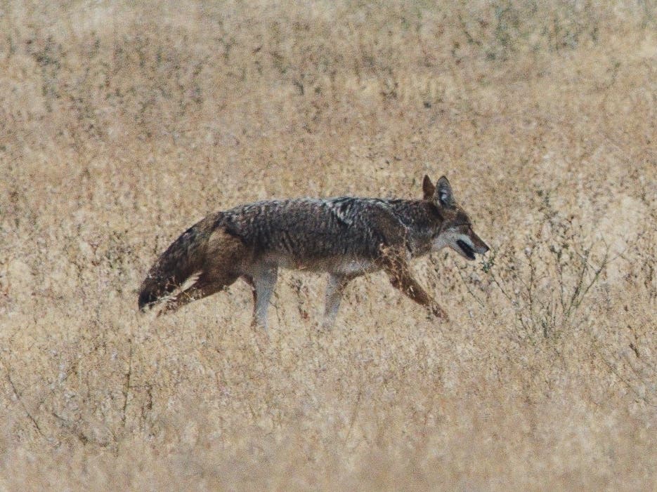 The city of Crystal Lake offers tips for those worried about coyotes near their homes. 