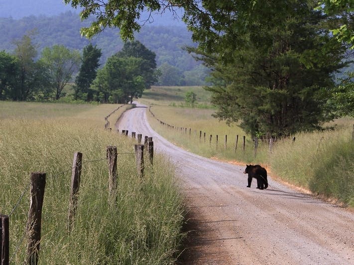 A black bear walks down Hyatt Lane at Great Smoky Mountains National Park. Black bears are a common site at the national park, but bear attacks are rare. The cause of the Elgin man's death is under investigation.