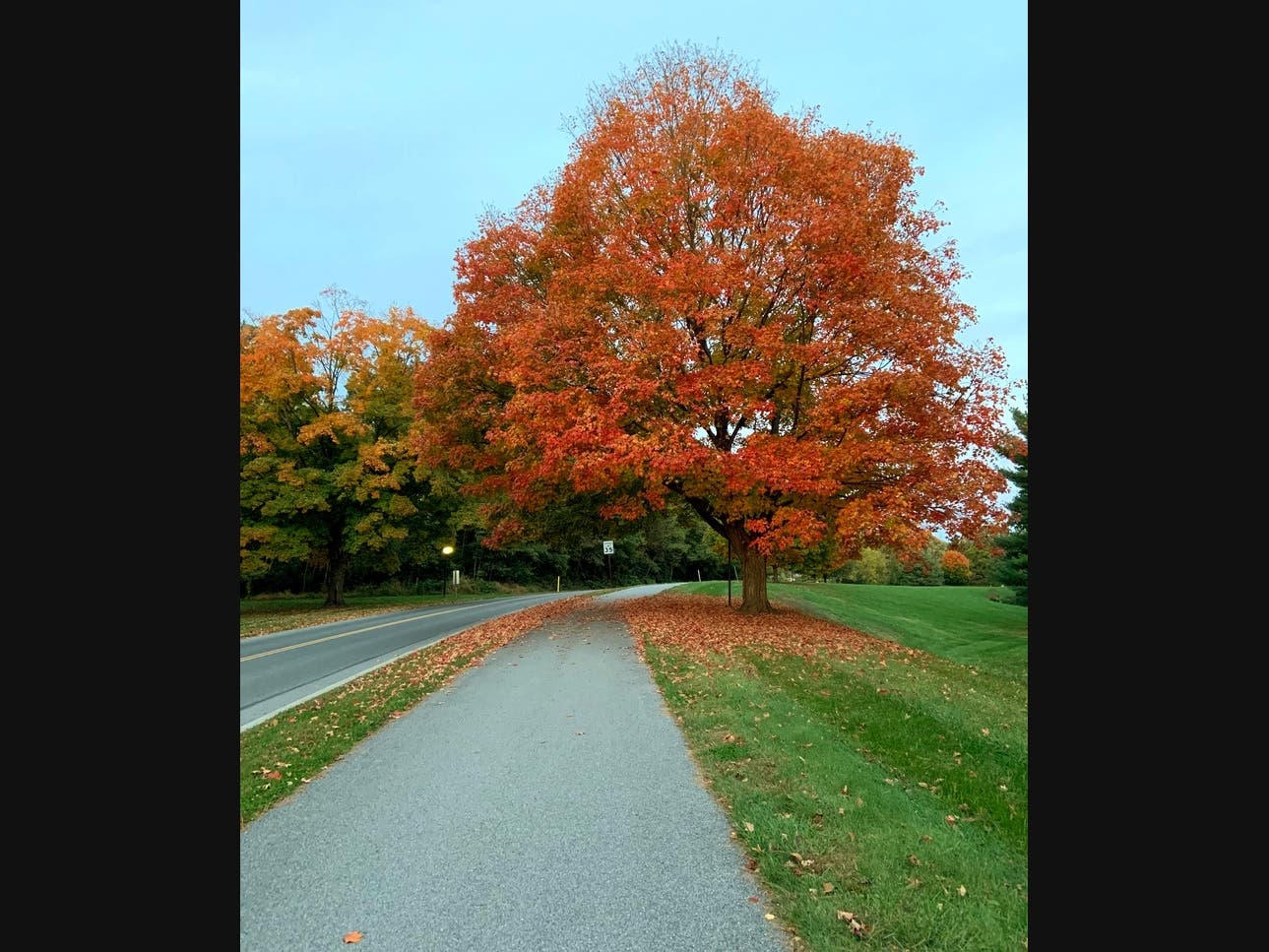 Funds approved by the Grayslake Village Board last week will help pay to improve the tree canopy in town. 