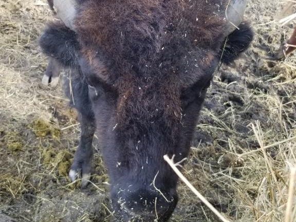 The sister of a bison that escaped remains at a farm in Wauconda. 
