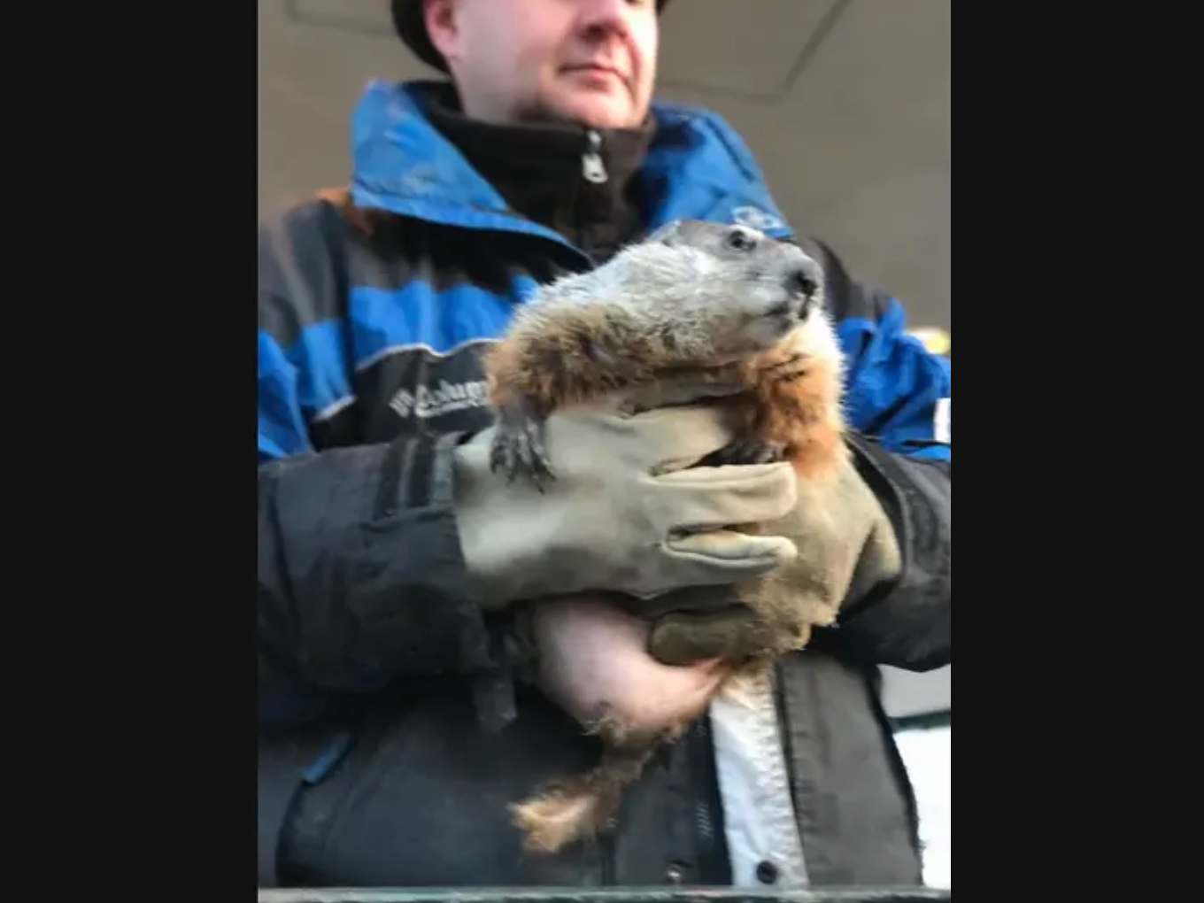 Woodstock Willie emerged Wednesday morning on Groundhog Day during the annual prognostication in Woodstock Square. 