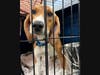 Anderson Humane is now seeking donations, which can be made to help pay for care the beagles will need. Each pup will need a full physical exam, heartworm tests, vaccines, to be spayed and/or neutered and mud more.