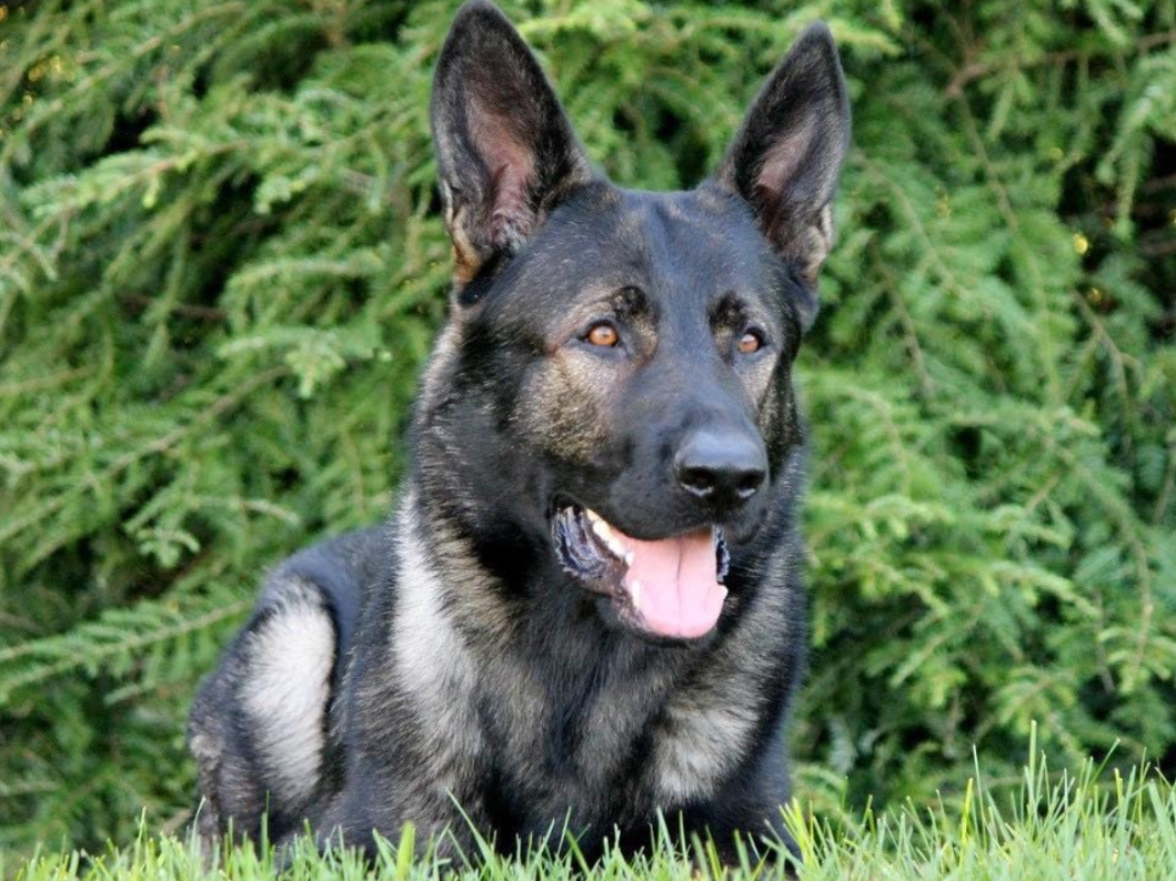 K9 Dax tracked the juvenile's scent for about a half-mile and found them hiding in a yard in the 1300 block of Mulberry Lane in Crystal Lake at about 1:30 a.m. She was treated by paramedics and safely turned over to her guardian. 
