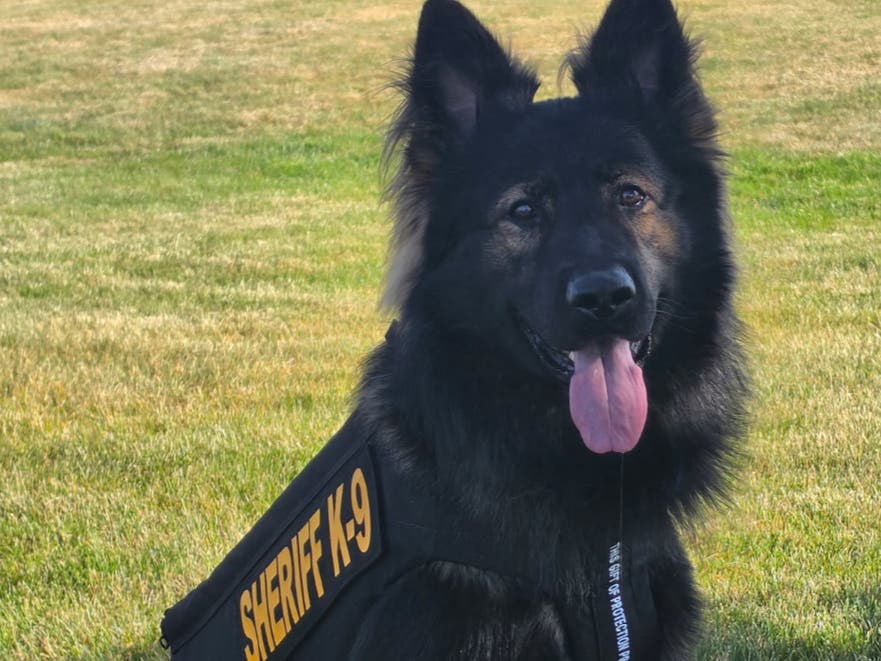 Police Dog, Deputies Credited With Stopping Burglary In Progress