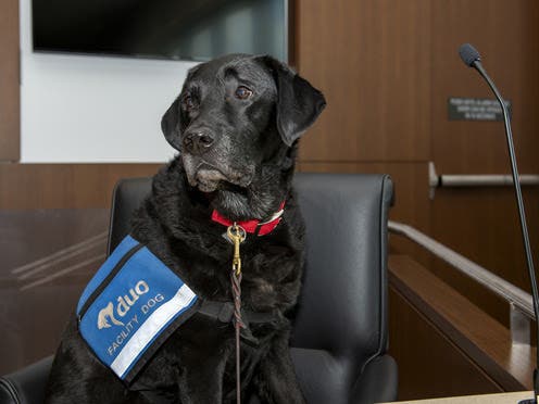 Beloved Lake County Courthouse Dog Hitch Dies After Years Of Service