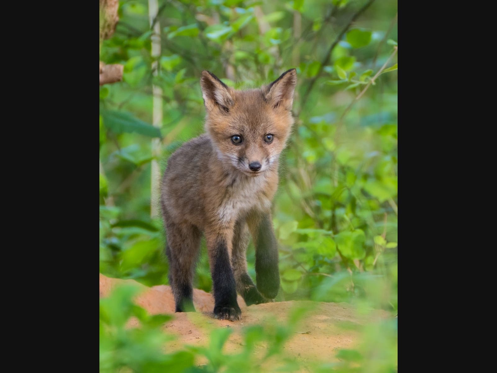 https://patch.com/img/cdn20/users/54420/20250507/065025/styles/patch_image/public/dsc02624-s-20-40-10-25-red-fox-kit-woods-south-of-1st-fairway___07063919886.jpg