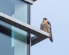 Peregrine Falcon perched at RTC - 3/9/2021
