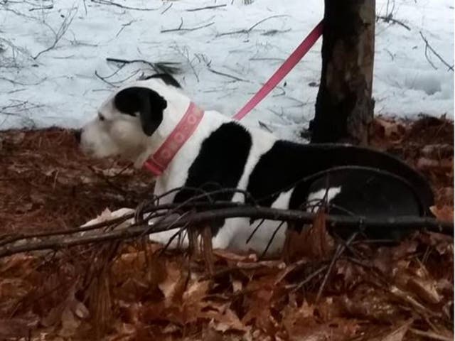 Abandoned Dog Found Tied to a Tree in Bow | Concord, NH Patch