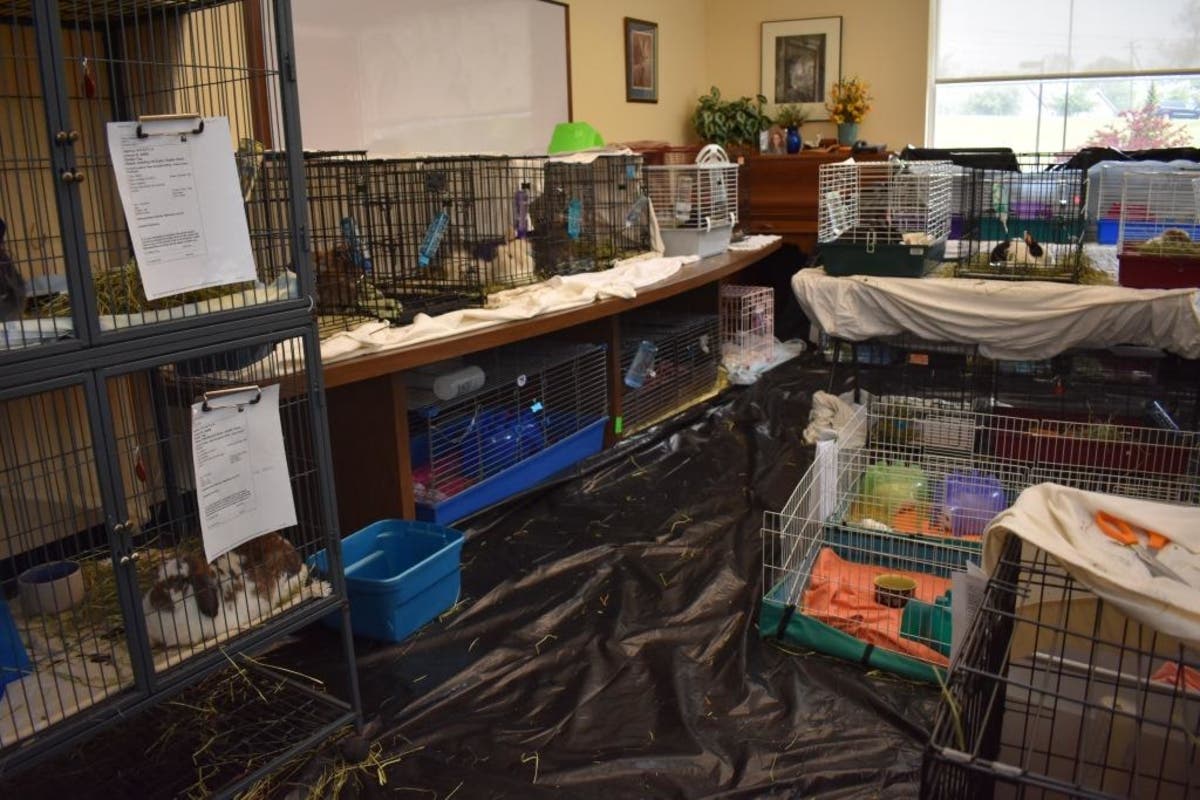 https://patch.com/img/cdn20/users/546351/20170606/092127/styles/raw/public/article_images/conference_room_turned_into_small_animal_room-1496755085-9197.jpg