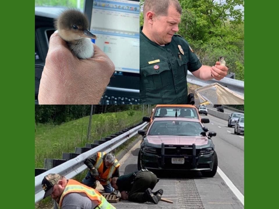 NHSP, NH DOT, and Fish & Game helped rescue duckings on I-393 in Concord on May 30, 2019.
