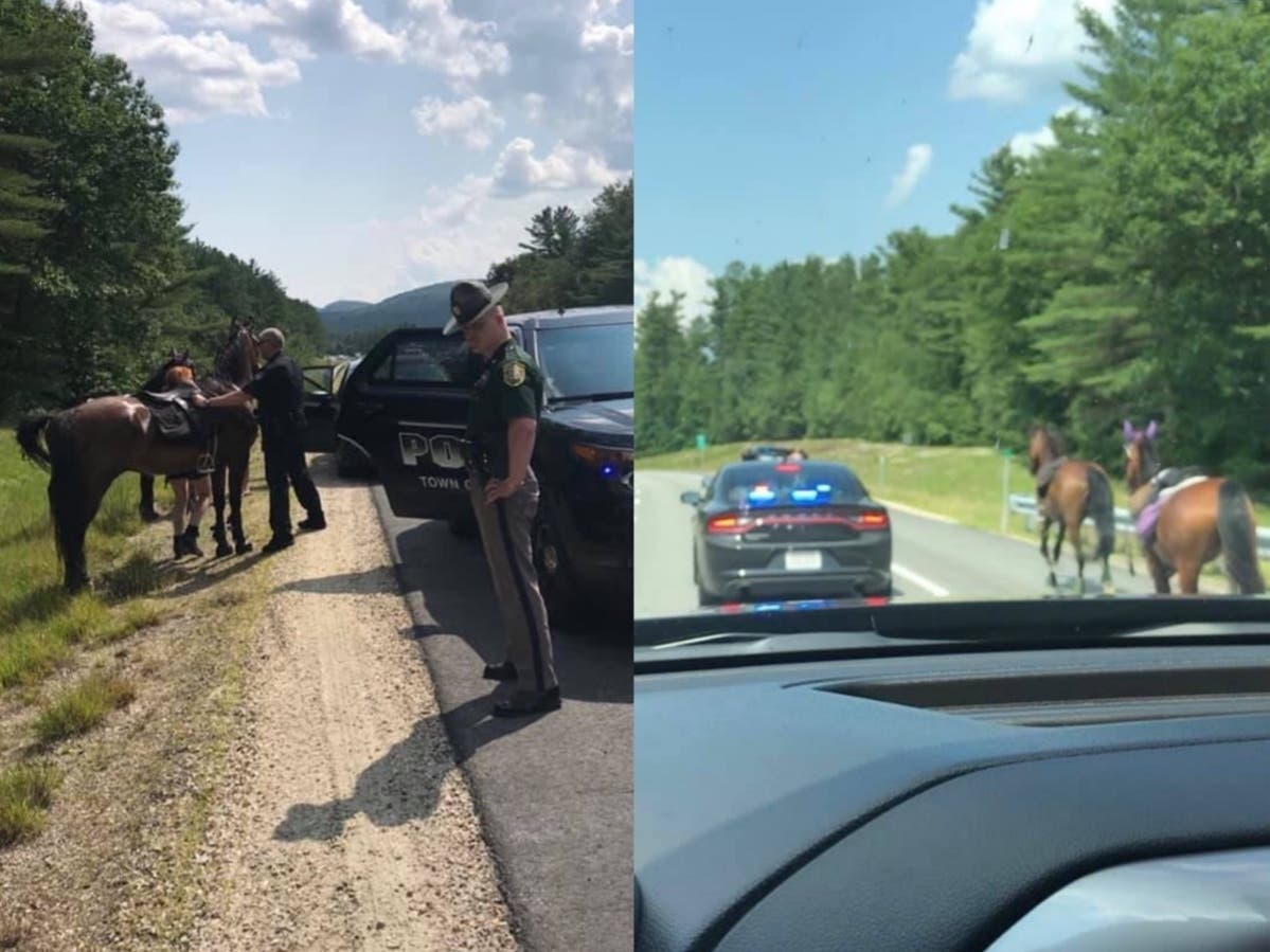 Wild horses could drag this state trooper away from his duties ... or did, but only for a short time ... 