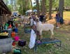 Sheering at the Hopkinton State Fair on Aug. 31. 