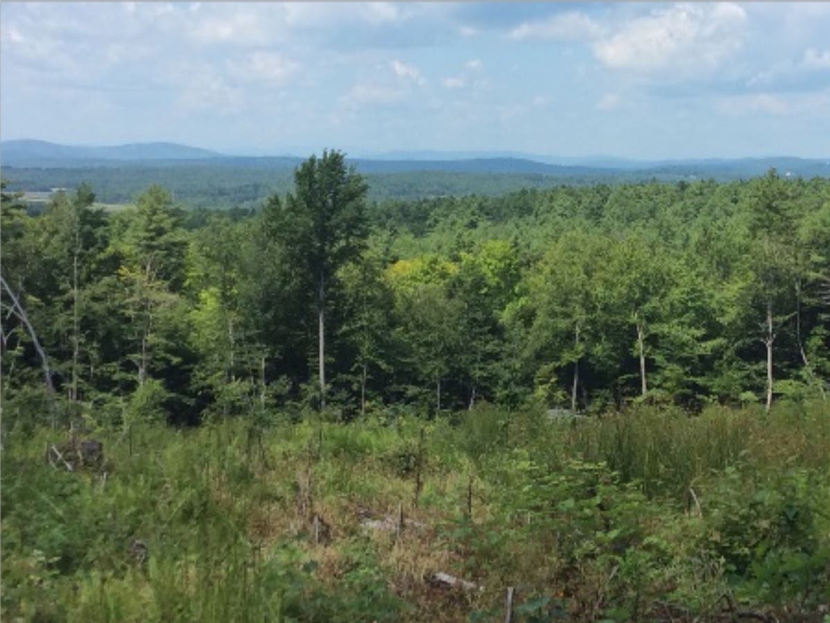A 240-acre forest in the Lakes Region has been named 2019's Outstanding Community Tree Farm of the Year for the state of New Hampshire.