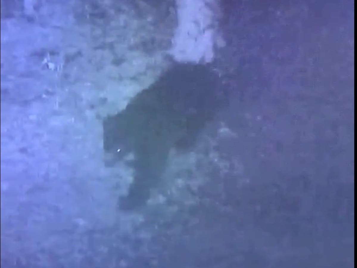 A security camera at a home on Dolphin Street in Penacook caught the bear walking through a resident's driveway Nov. 21.