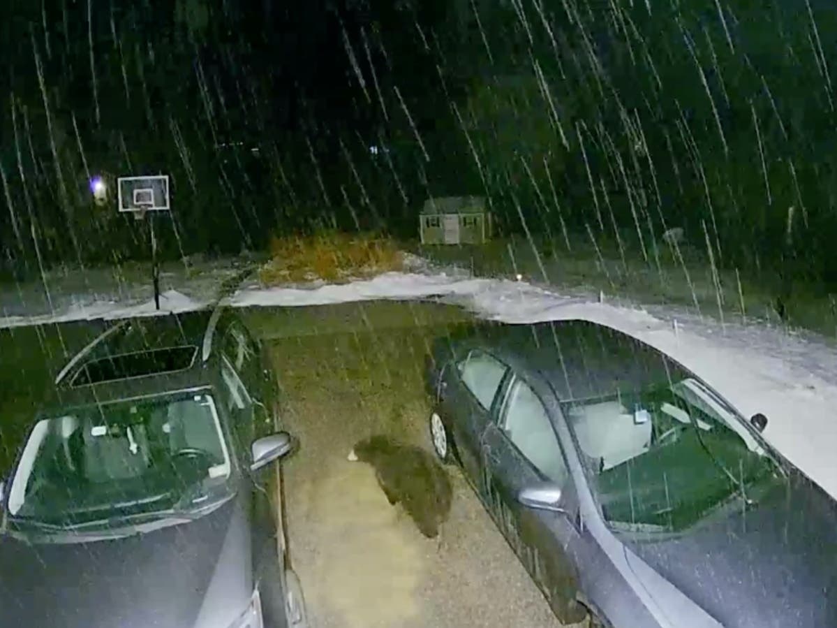 A baby bear was spotted in Bedford on Jan. 4. 