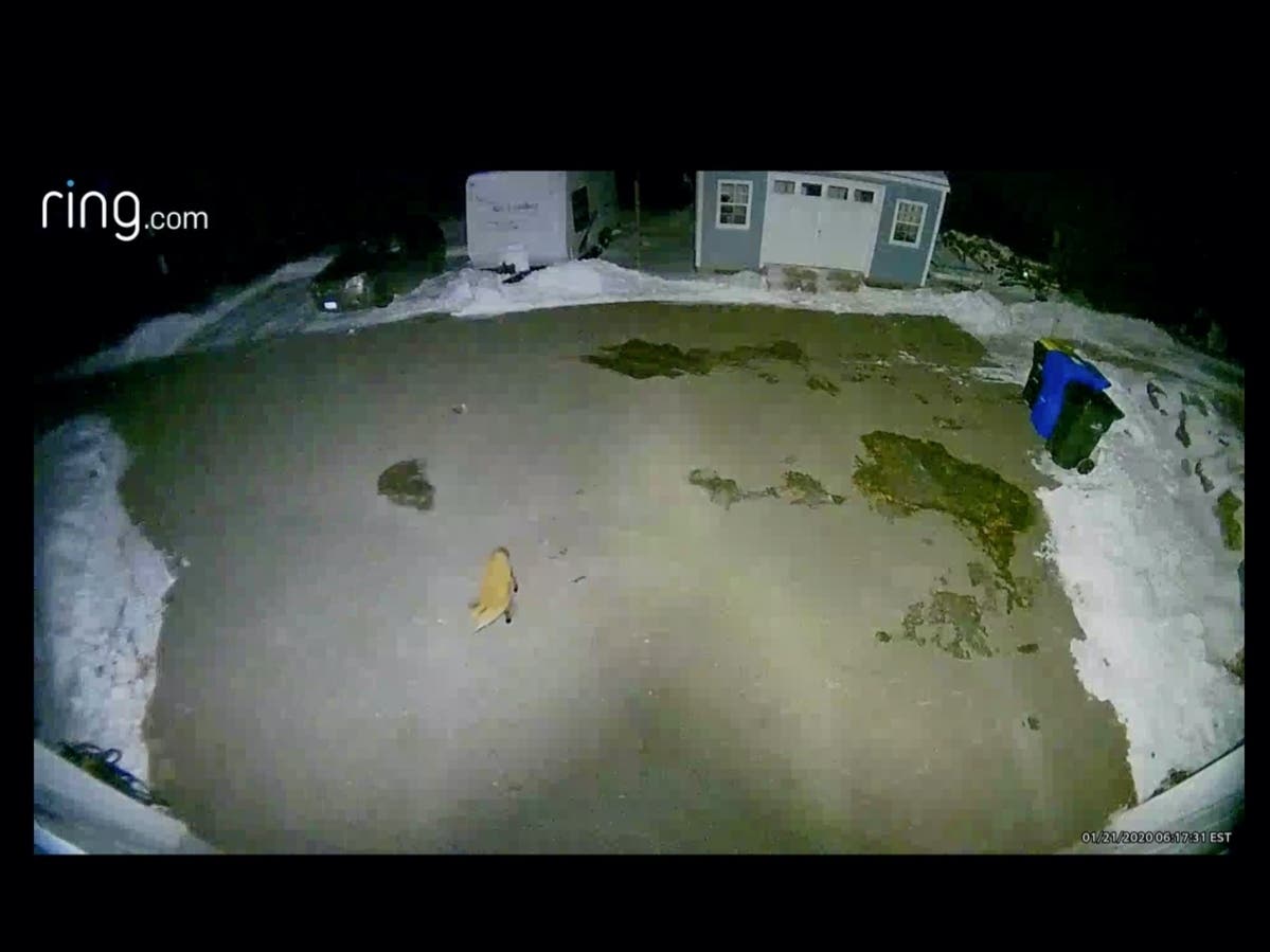 A fox was caught on camera on Wason Road in Hudson on Jan. 21. 