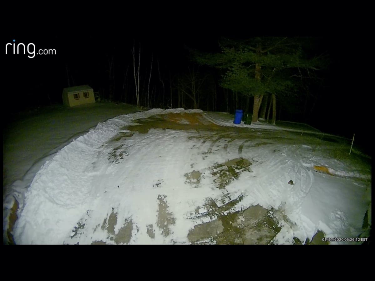 A fox in Londonderry was caught on camera on Jan. 22. 