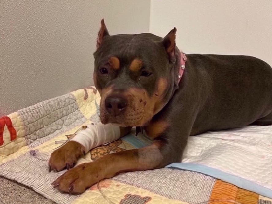 Saphfyre is being treated for injuries sustained after being hit by a Concord School District school bus. 