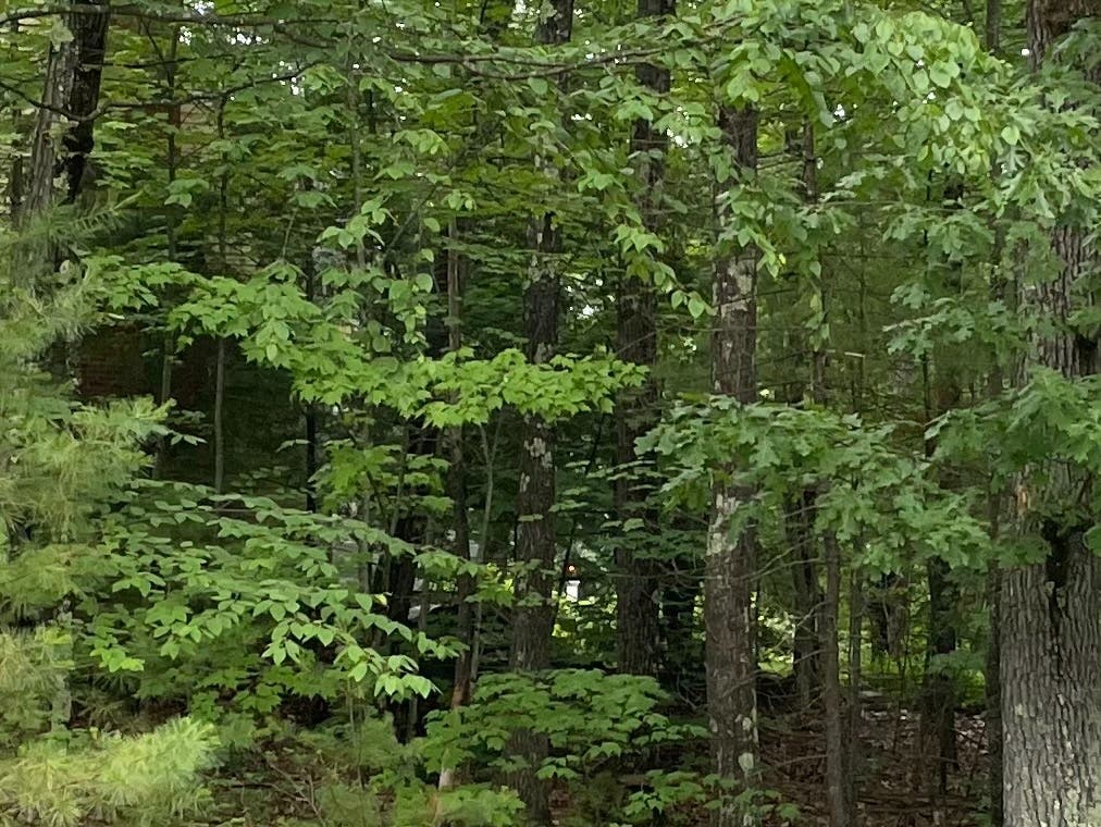 Police searched homes, streets, trails, and the woods of the West End looking for an armed woman who burglarized a home on Lamprey Lane.