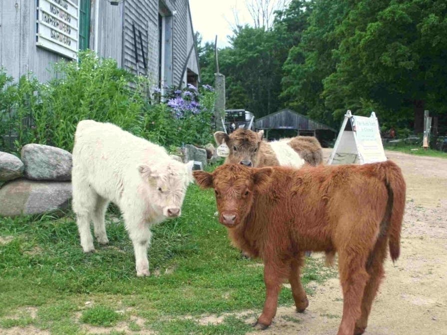 This year's crop of calves escaped from the pasture to investigate the barnyard. This time they only knocked over some potted plants in the garden but are my flowers safe from another breakout?
