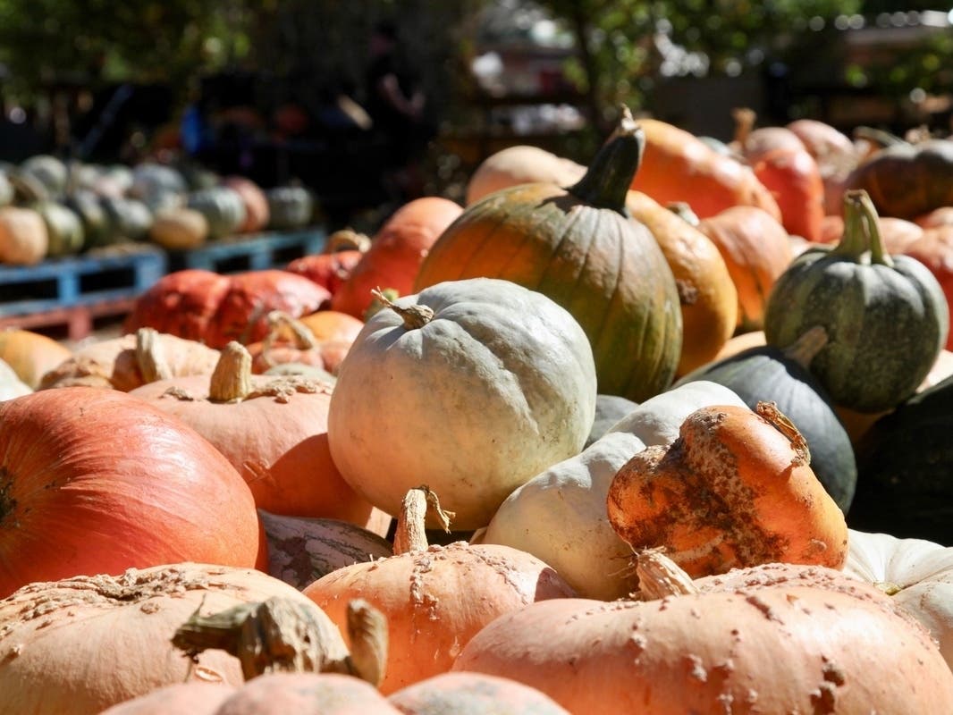 Time to visit a pumpkin patch to get your pumpkins.