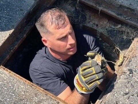 Merrimack fire and rescue teams rescued baby birds from a storm drain on June 1.