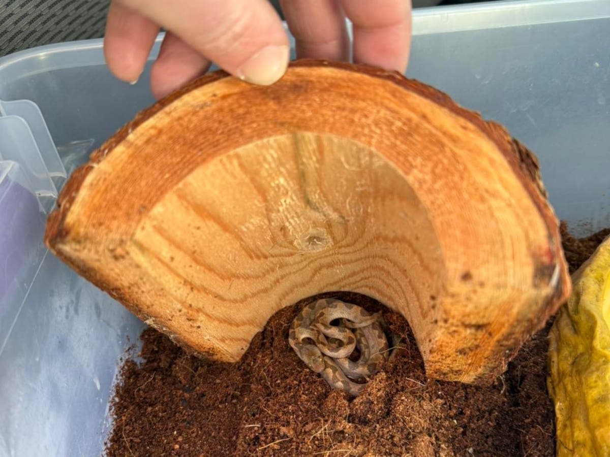 This Ornate Cat-eyed snake, a mildly venomous species from Ecuador, was in a banana shipment the Market Basket received.