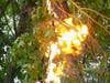 Tree branches on wires in Concord caused a small fire and later, an explosion, on June 18.