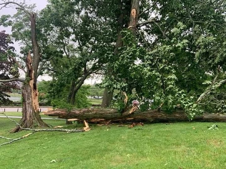 Tree damage in Haven Park from the June 18 storm