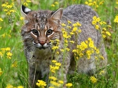 A bobcat walking through wildflowers.