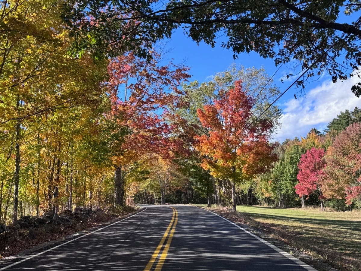 A canopy of colors: Fall on Fisk Road in Concord.