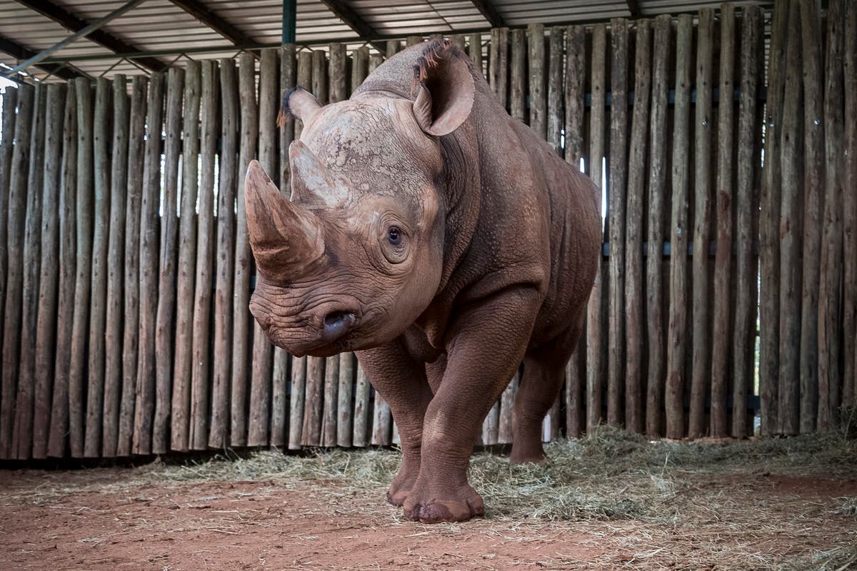 https://patch.com/img/cdn20/users/54855/20180918/065655/styles/raw/public/processed_images/rhinoeric_002_lg-1537268206-1769.jpg