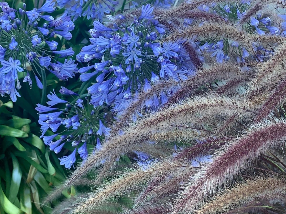 Flowering plant in San Rafael