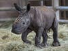 The calf is the 186th rhino born at the San Diego Zoo Safari Park, and the first southern white rhino born by artificial insemination in North America.
