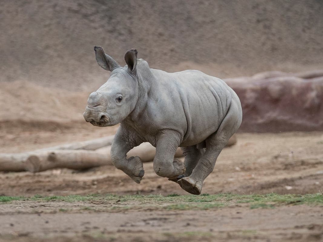 The calf is the 186th rhino born at the Safari Park, and the first southern white rhino born by artificial insemination in North America.