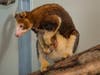 A 6-month old Matschie's tree kangaroo joey sticks its head out of its mother's pouch at the San Diego Zoo Safari Park.