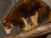 A 6-month old Matschie's tree kangaroo joey sticks its head out of its mother's pouch at the San Diego Zoo Safari Park.
