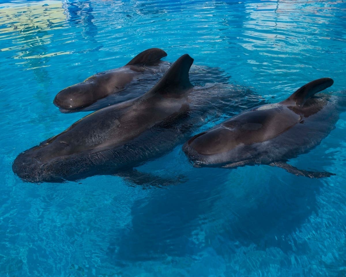 The three whales – named Ace, Ava and Piper – are the only surviving victims of a 2012 mass stranding near Fort Pierce, Florida, according to the theme park.