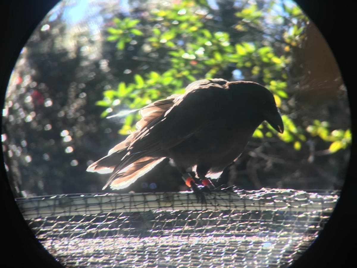 The San Diego Zoo announced this week that its researchers in Hawaii released seven 'Alala, a critically endangered species also known as the Hawaiian crow, into the wild earlier this month.
