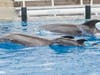 SeaWorld San Diego announced that a bottlenose dolphin calf was born Thursday, the second calf in less than 10 hours.