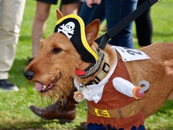 Woofstock will feature dog and owners parade, Halloween costume contests and more Oct. 20 in Dana Point.
