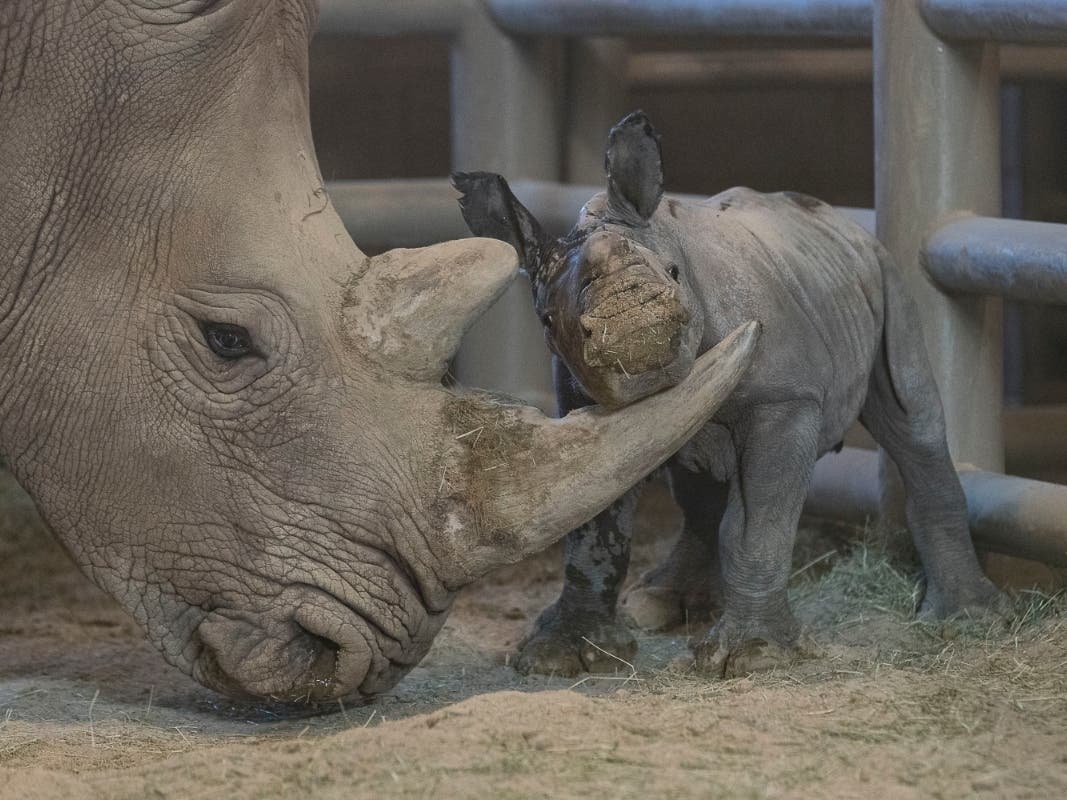 The calf is the 100th southern white rhino born at the Safari Park, and the second southern white rhino born through artificial insemination in North America.​