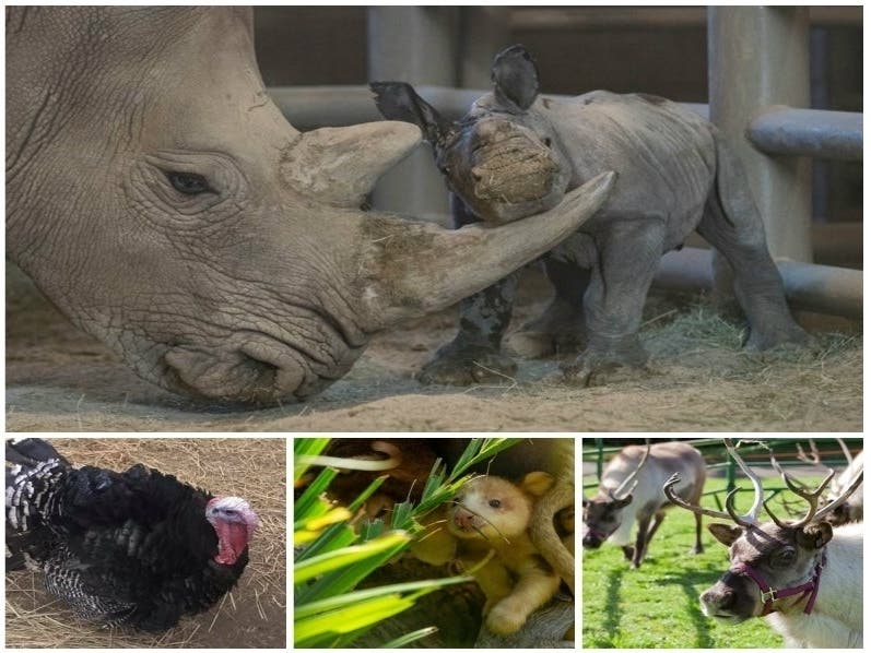 Interesting animals from all over the Golden State have recently made headlines, and Patch has curated some of the most adorable and interesting stories.