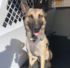 A narcotics detection and apprehension K-9 named Jesko and a comfort dog named Blue Bayou will be officially welcomed to the department Monday during a ceremony at the San Rafael City Council meeting.