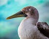 Senior animal care specialist Jonathan Dwyer returns a rescued blue-footed booby three miles off the coast of La Jolla from SeaWorld San Diego's rescue boat Second Chance.